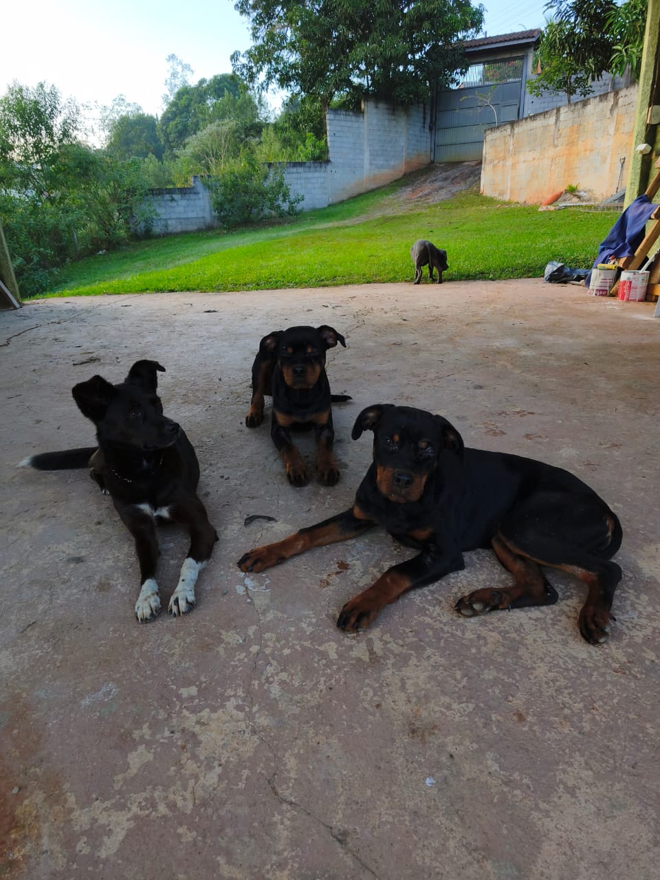 Cães treinados e calmos no espaço Surreal Dogs, do Guilherme Landim